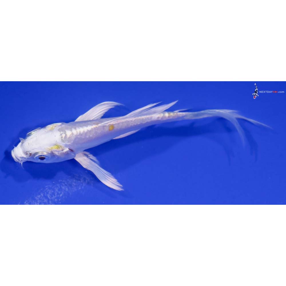 3.5” Imported Doitsu Lemon Hariwake Butterfly Koi