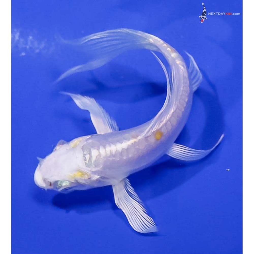 3.5” Imported Doitsu Lemon Hariwake Butterfly Koi
