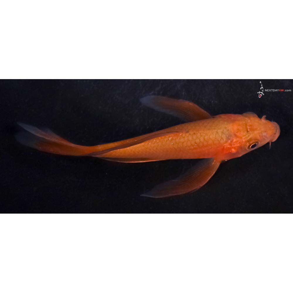 4” Imported Chagoi Butterfly Koi