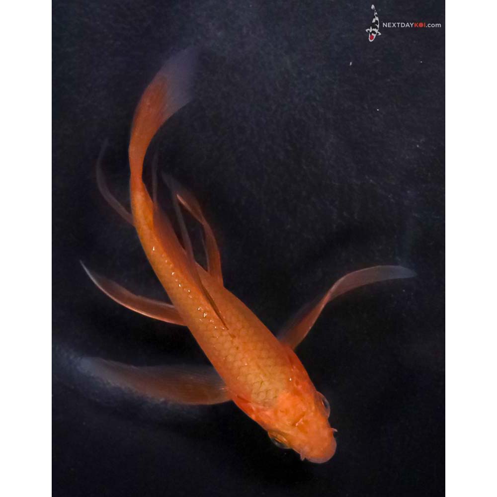 4” Imported Chagoi Butterfly Koi