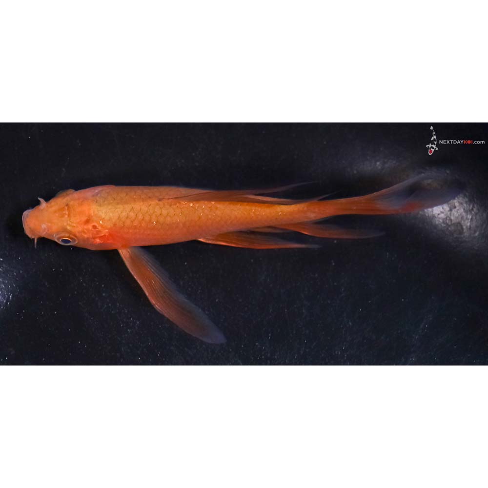 4” Imported Chagoi Butterfly Koi