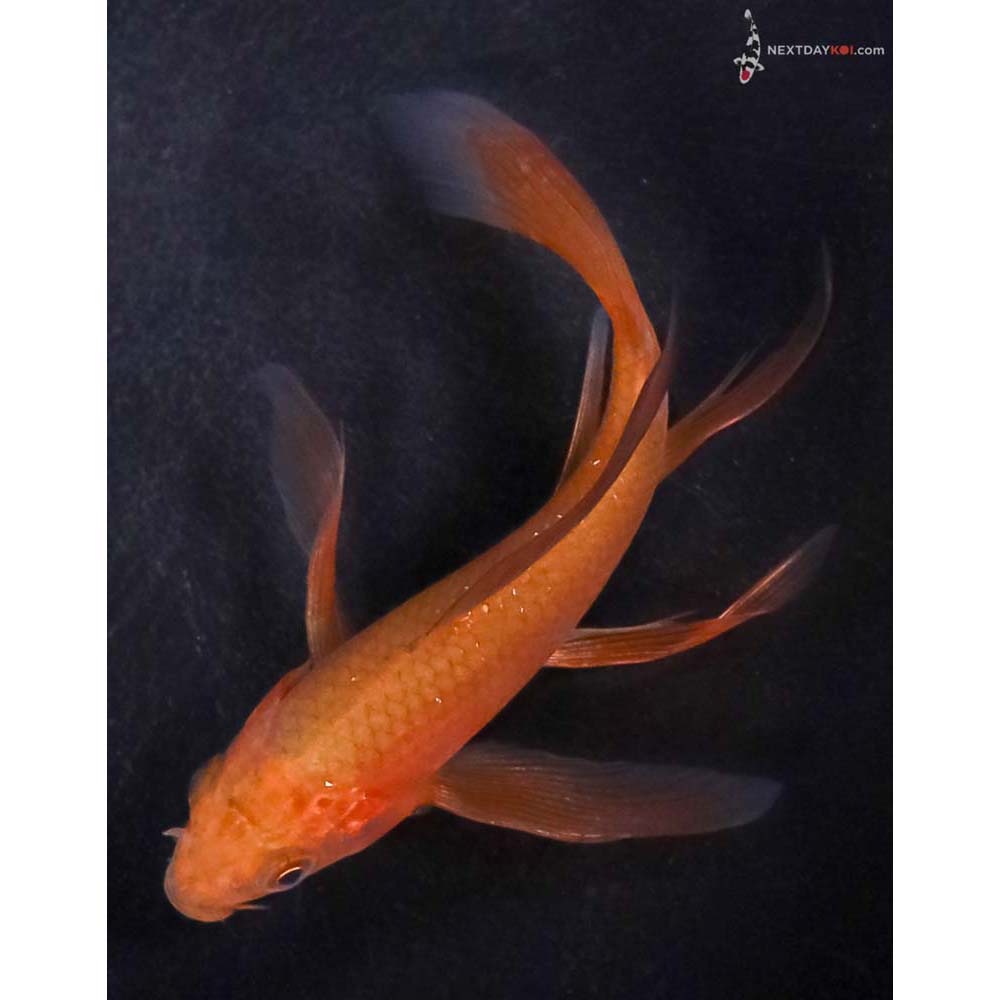4” Imported Chagoi Butterfly Koi