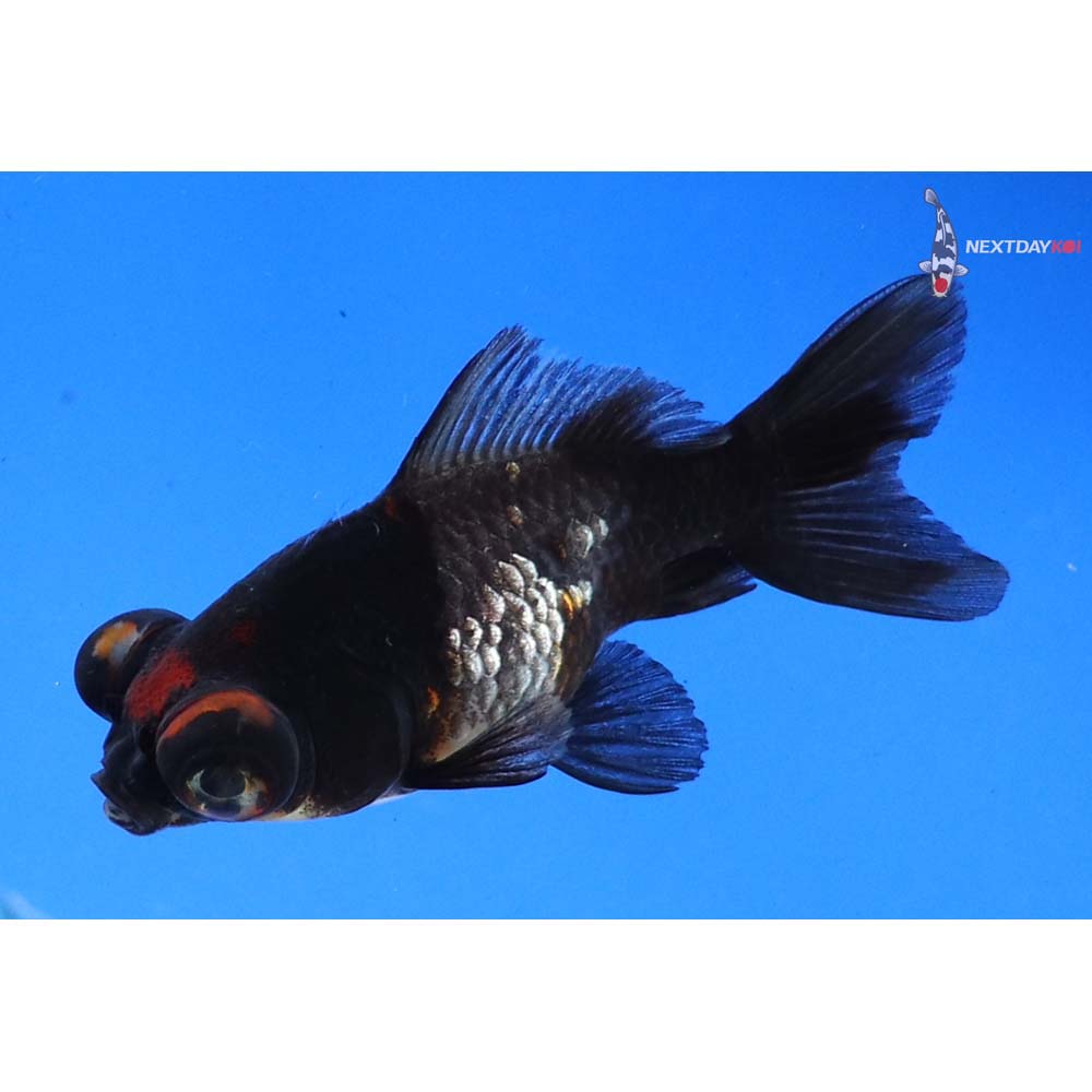 3” Imported Calico Telescope Fantail