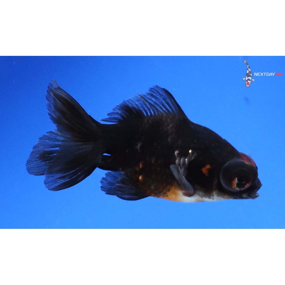 3” Imported Calico Telescope Fantail