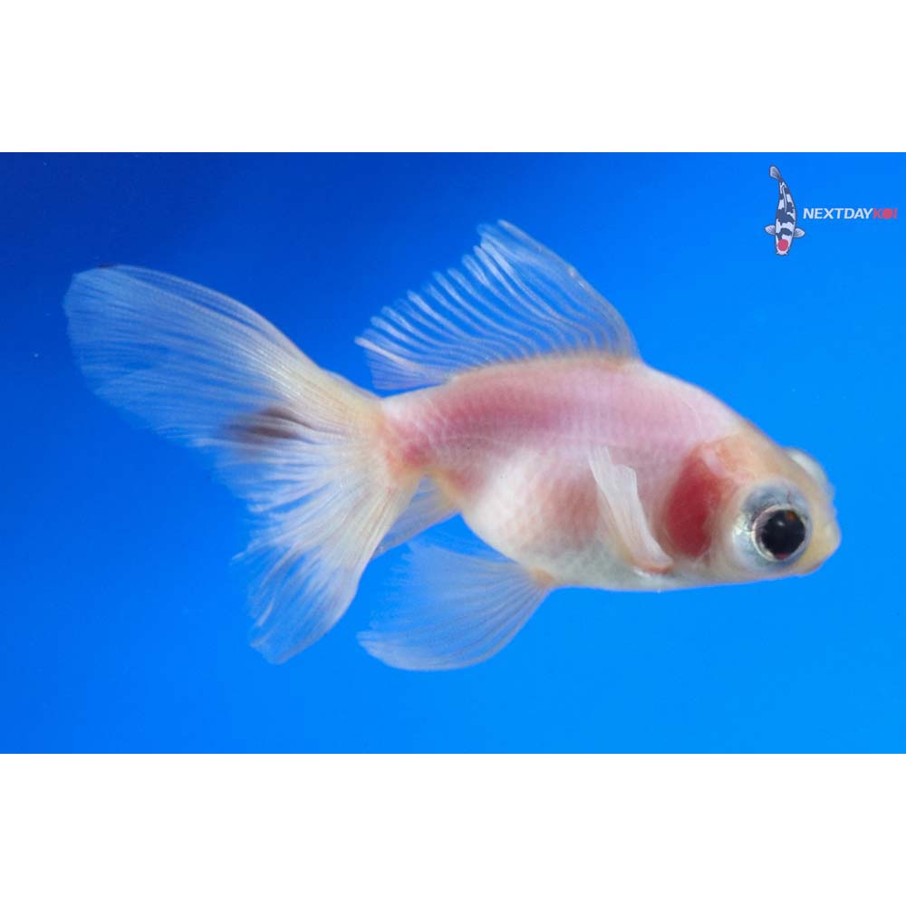 3.5” Imported White Telescope Fantail