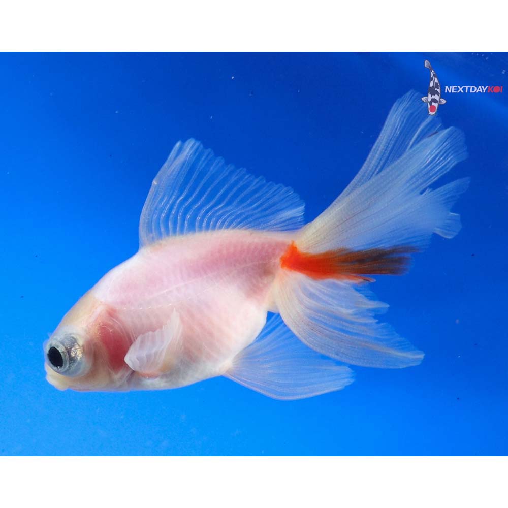 3.5” Imported White Telescope Fantail