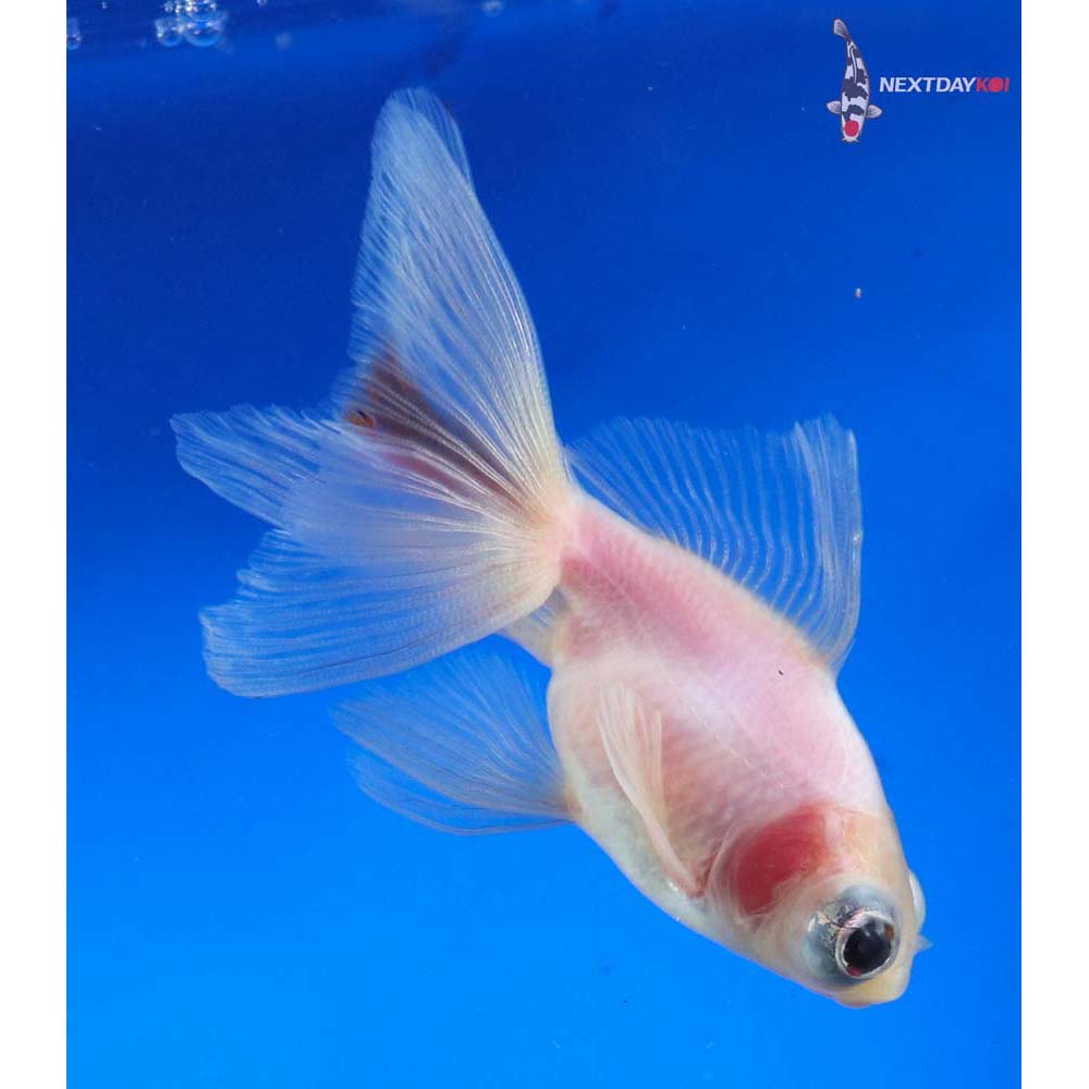 3.5” Imported White Telescope Fantail