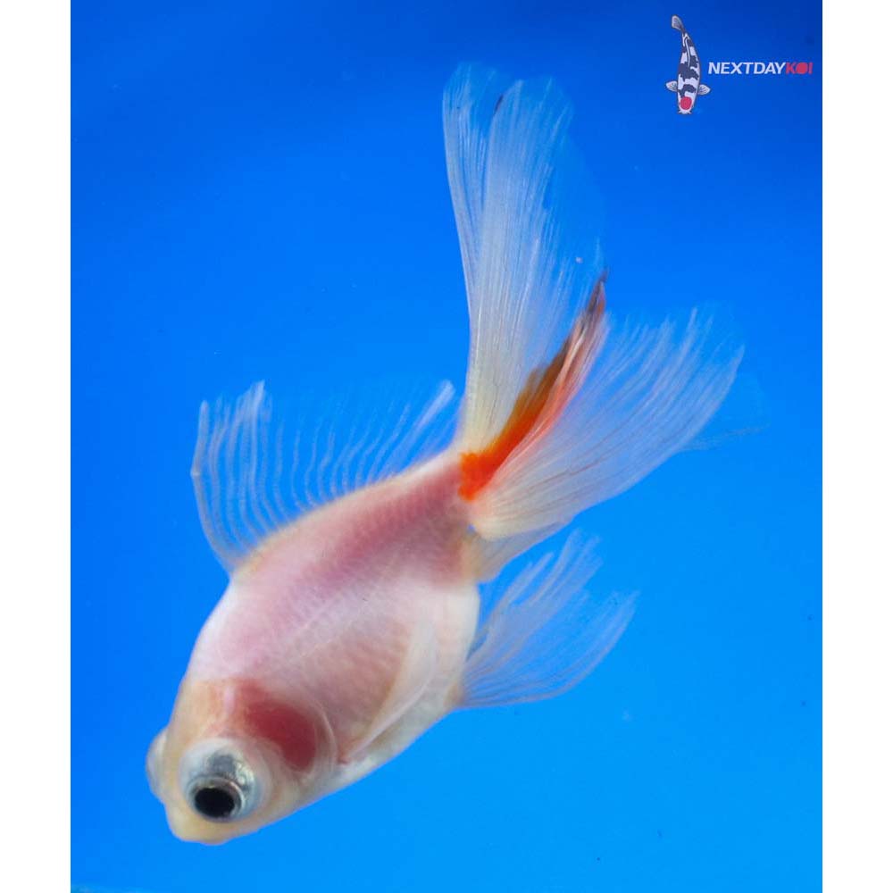 3.5” Imported White Telescope Fantail