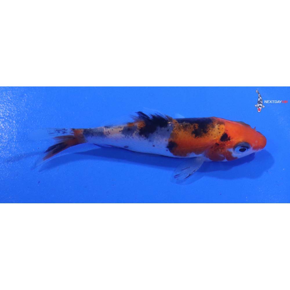 3” Imported Sanke