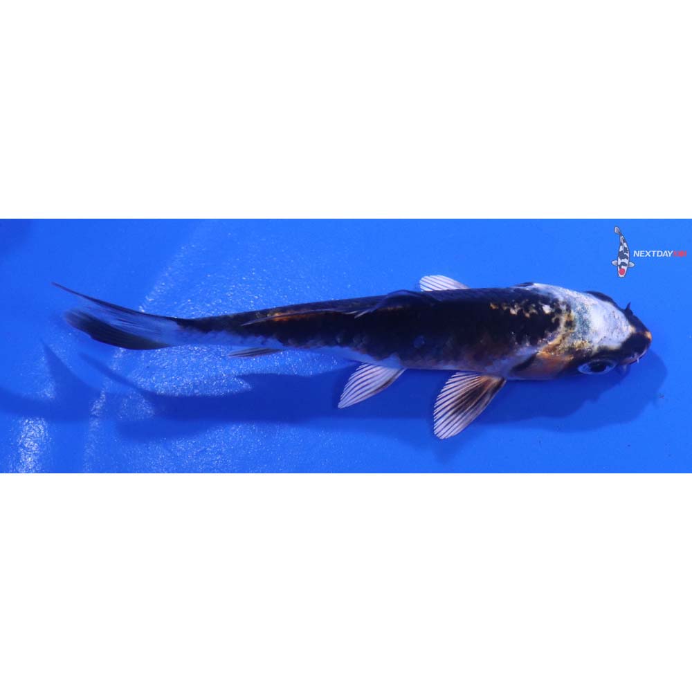 3.5” Imported Kujaku