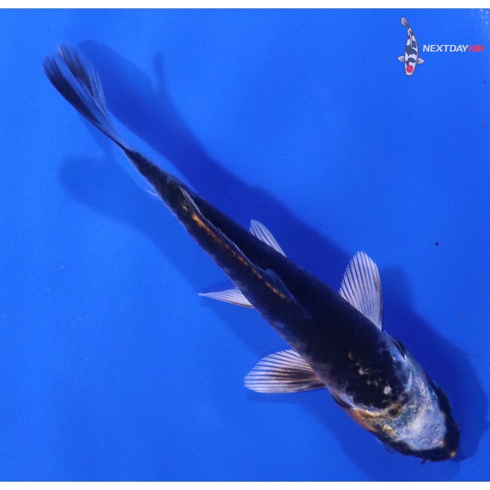 3.5” Imported Kujaku