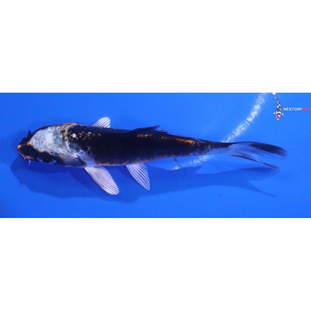 3.5” Imported Kujaku