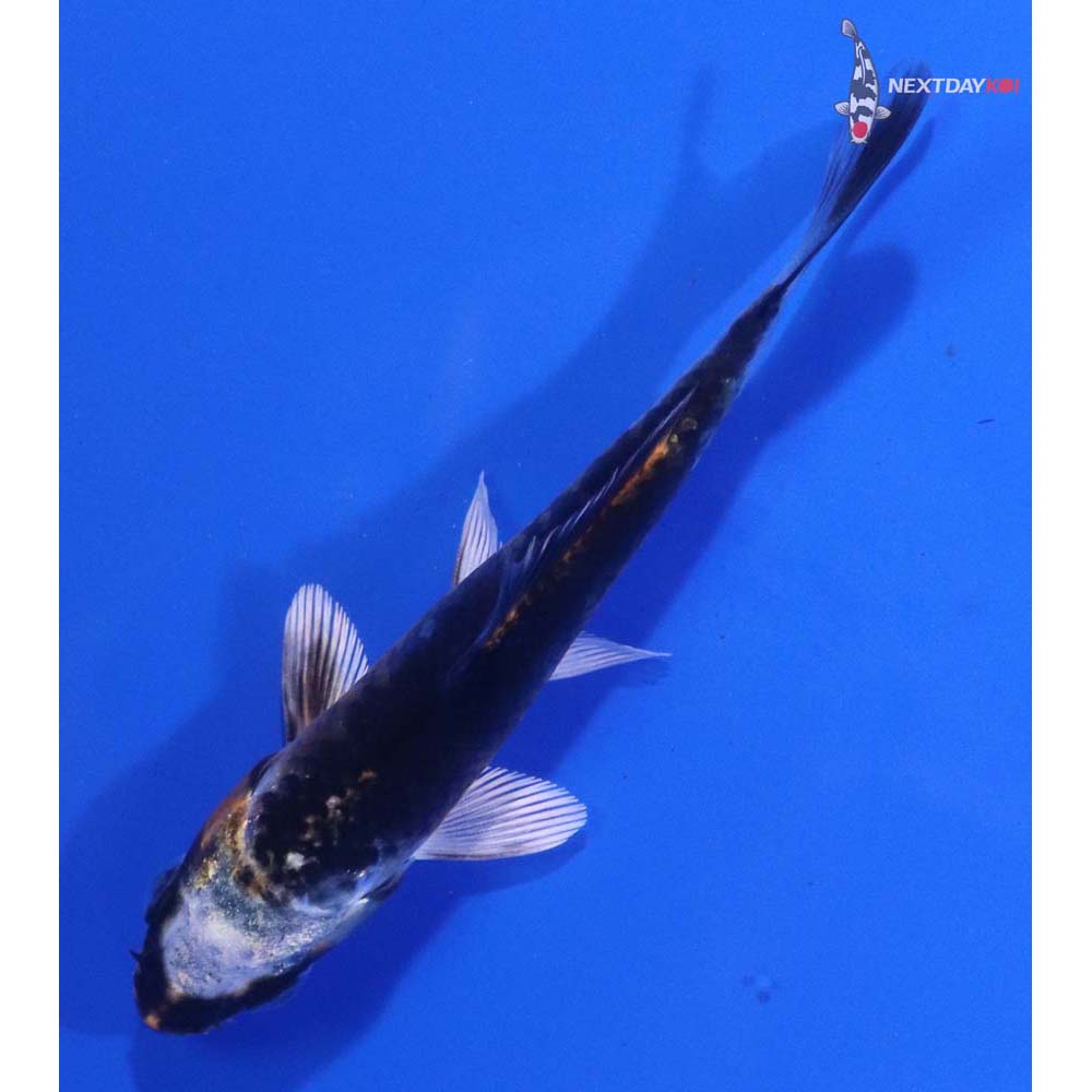 3.5” Imported Kujaku