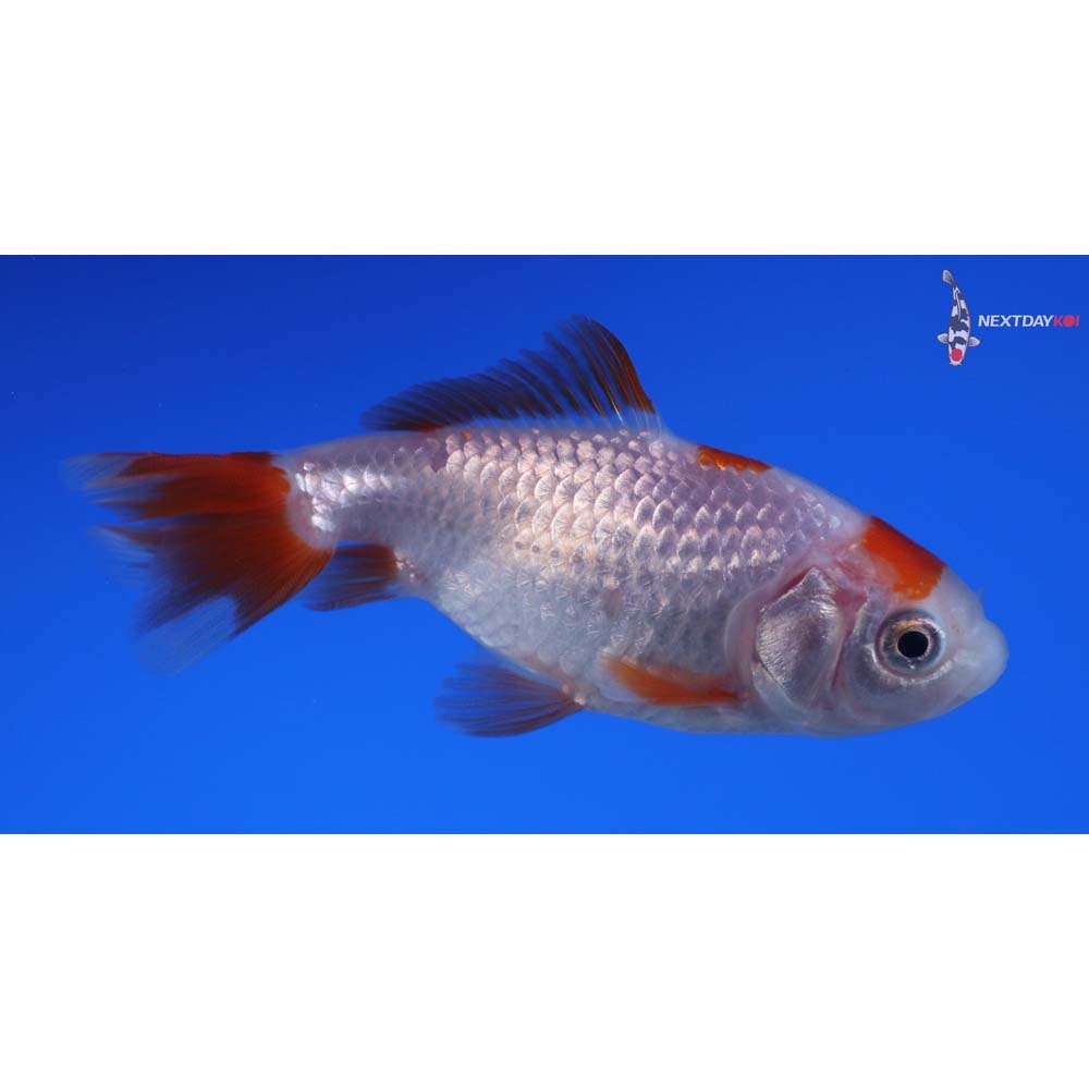 3” Imported Red and White Wakin