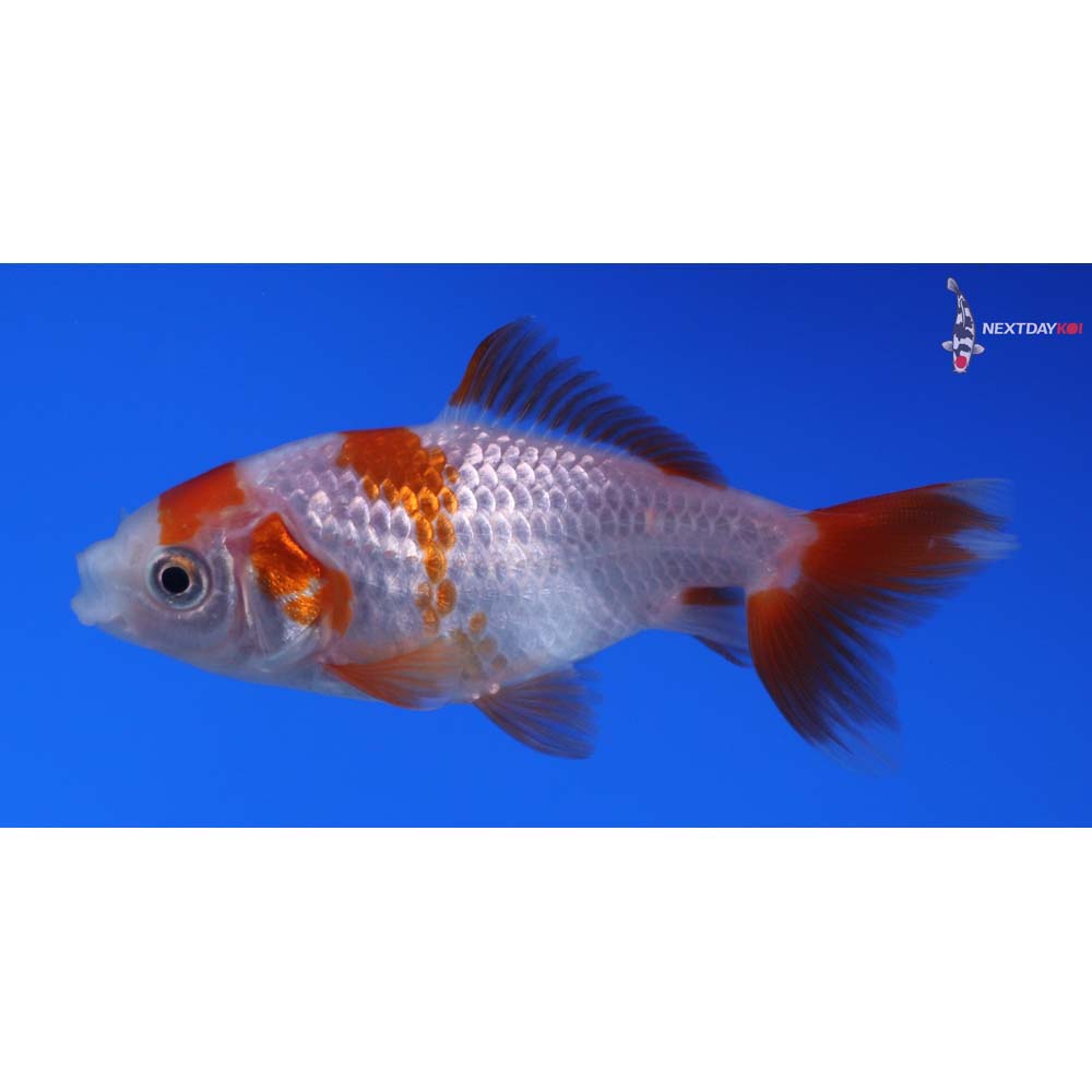 3” Imported Red and White Wakin