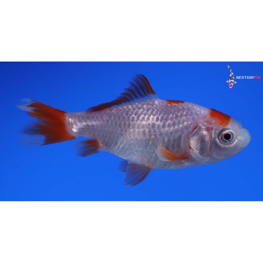 3” Imported Red and White Wakin