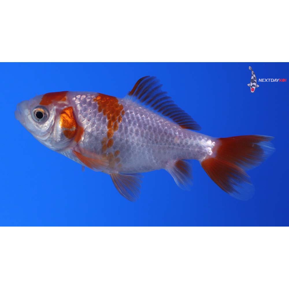 3” Imported Red and White Wakin