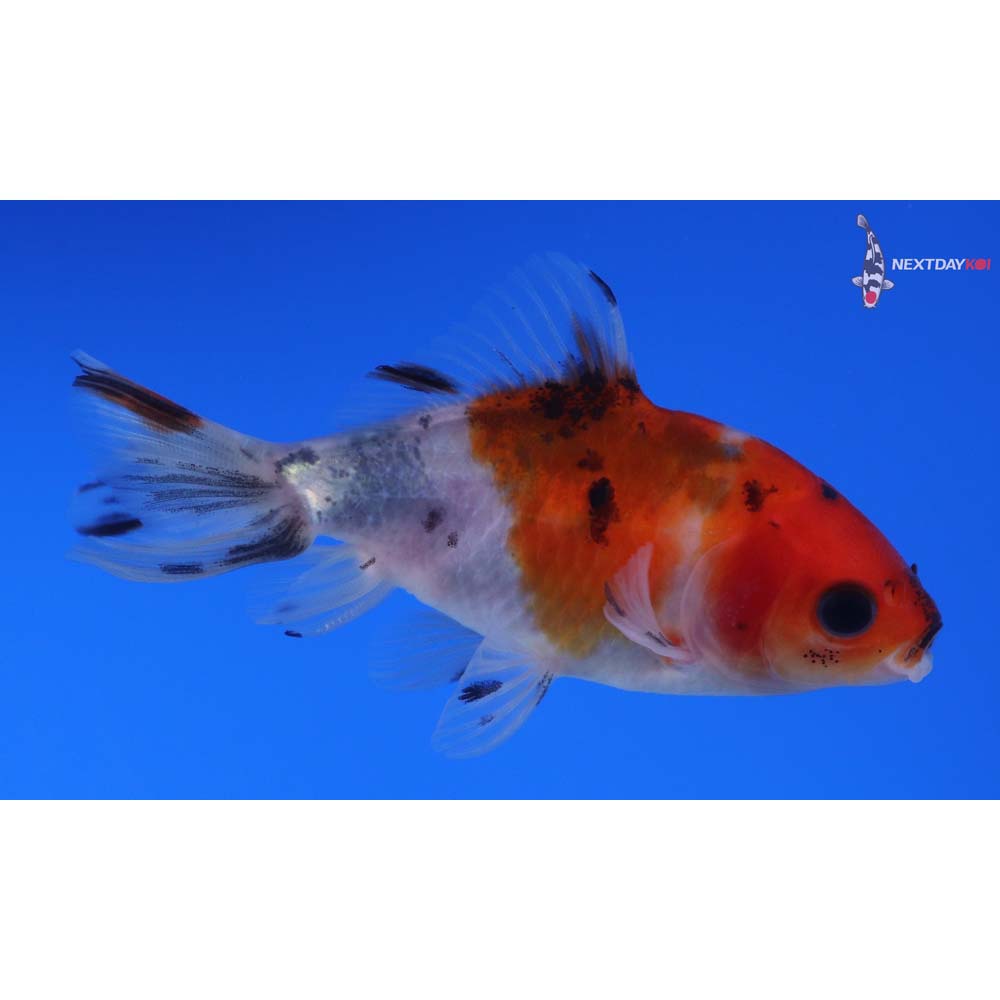 3” Imported Calico Wakin
