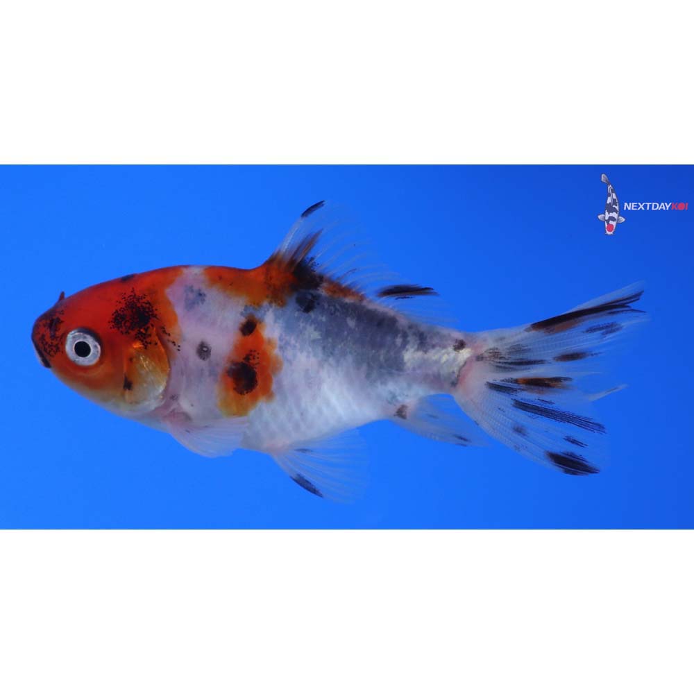 3” Imported Calico Wakin