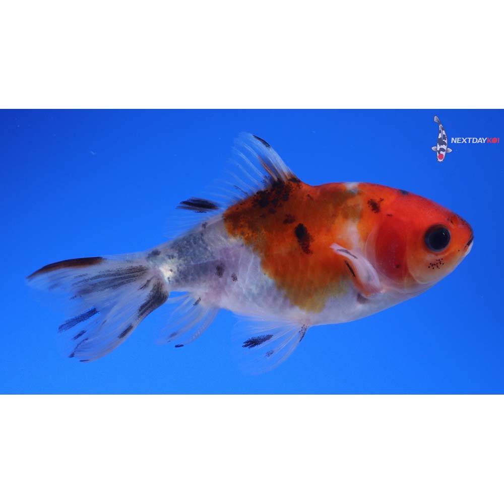 3” Imported Calico Wakin