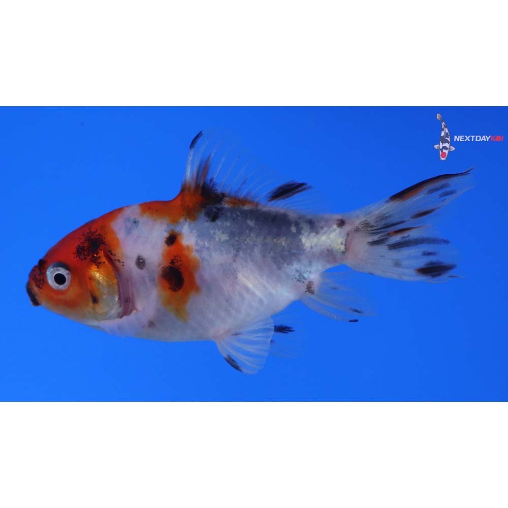 3” Imported Calico Wakin