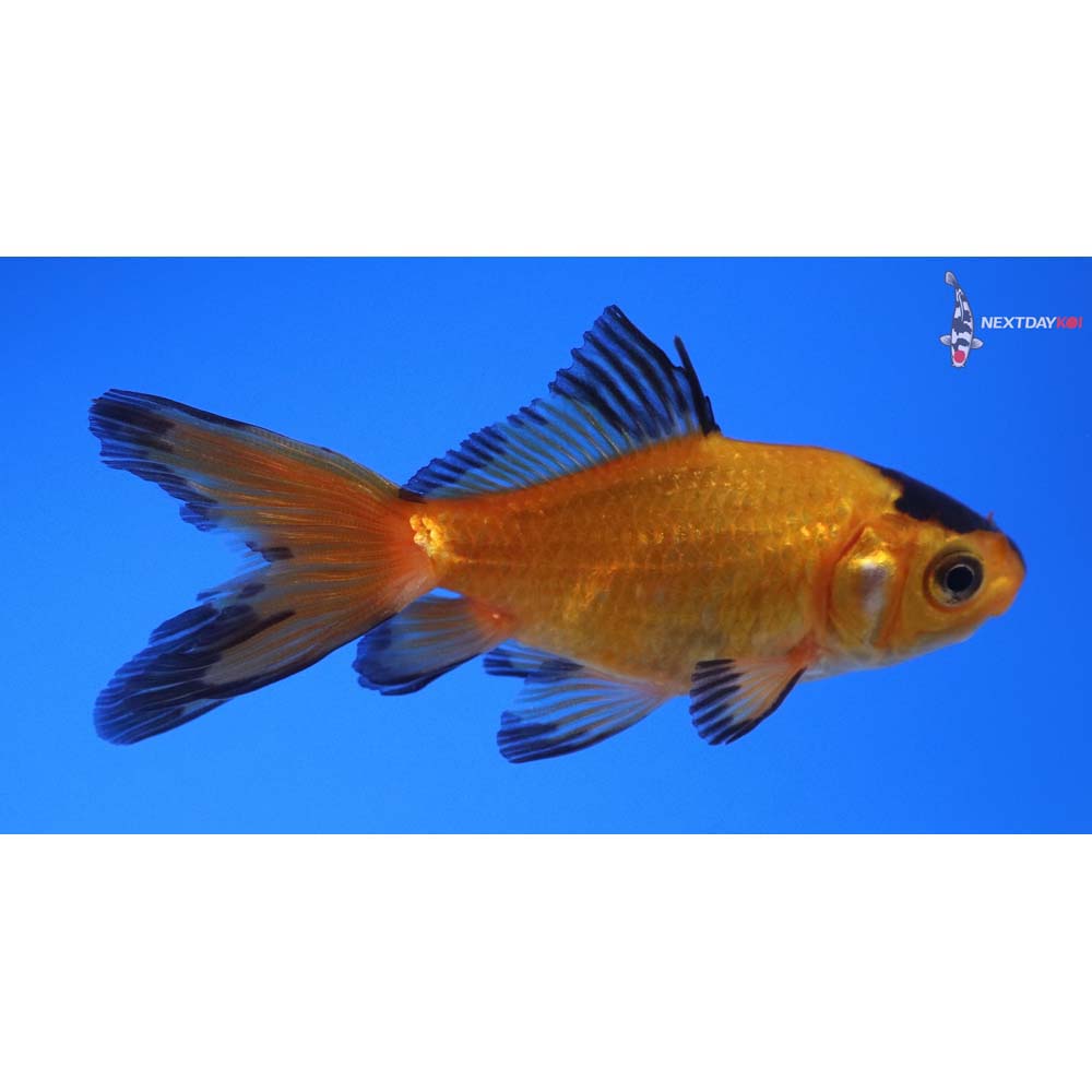 3” Imported Yellow and Black Wakin