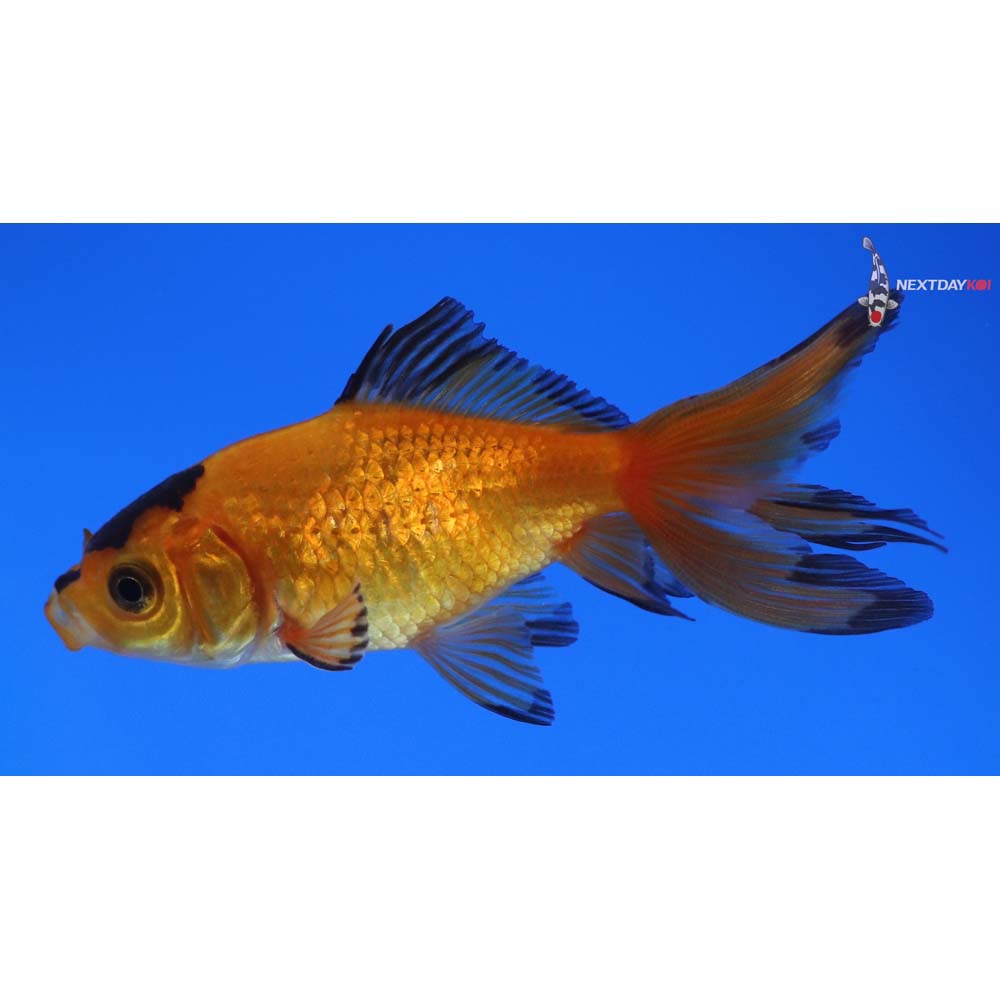 3” Imported Yellow and Black Wakin