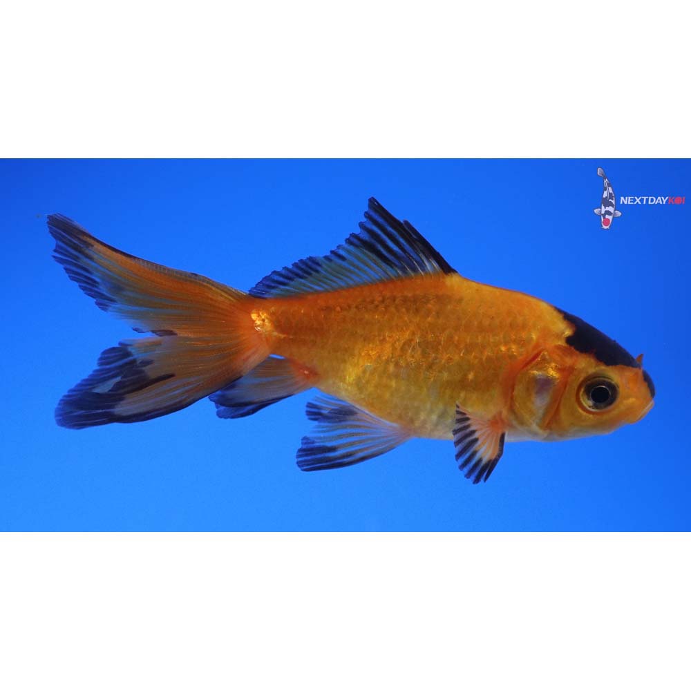 3” Imported Yellow and Black Wakin