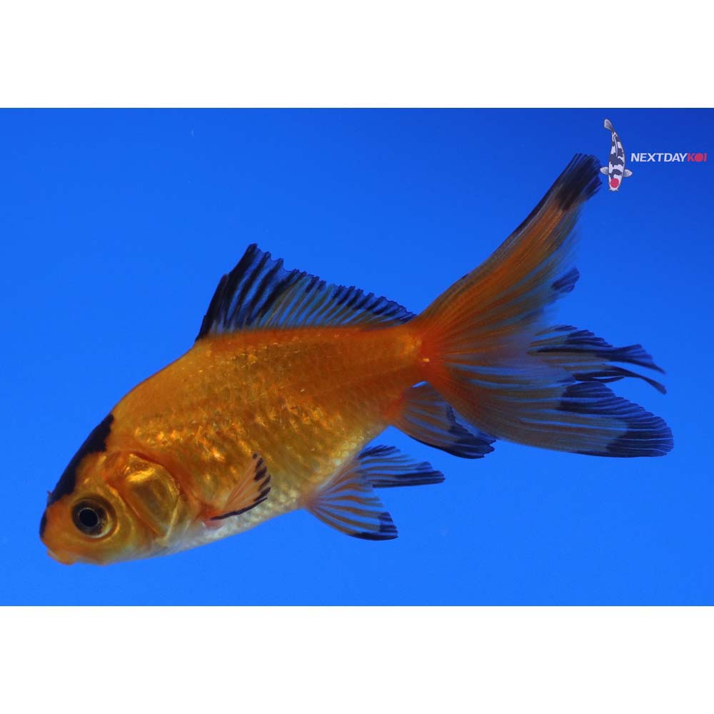 3” Imported Yellow and Black Wakin
