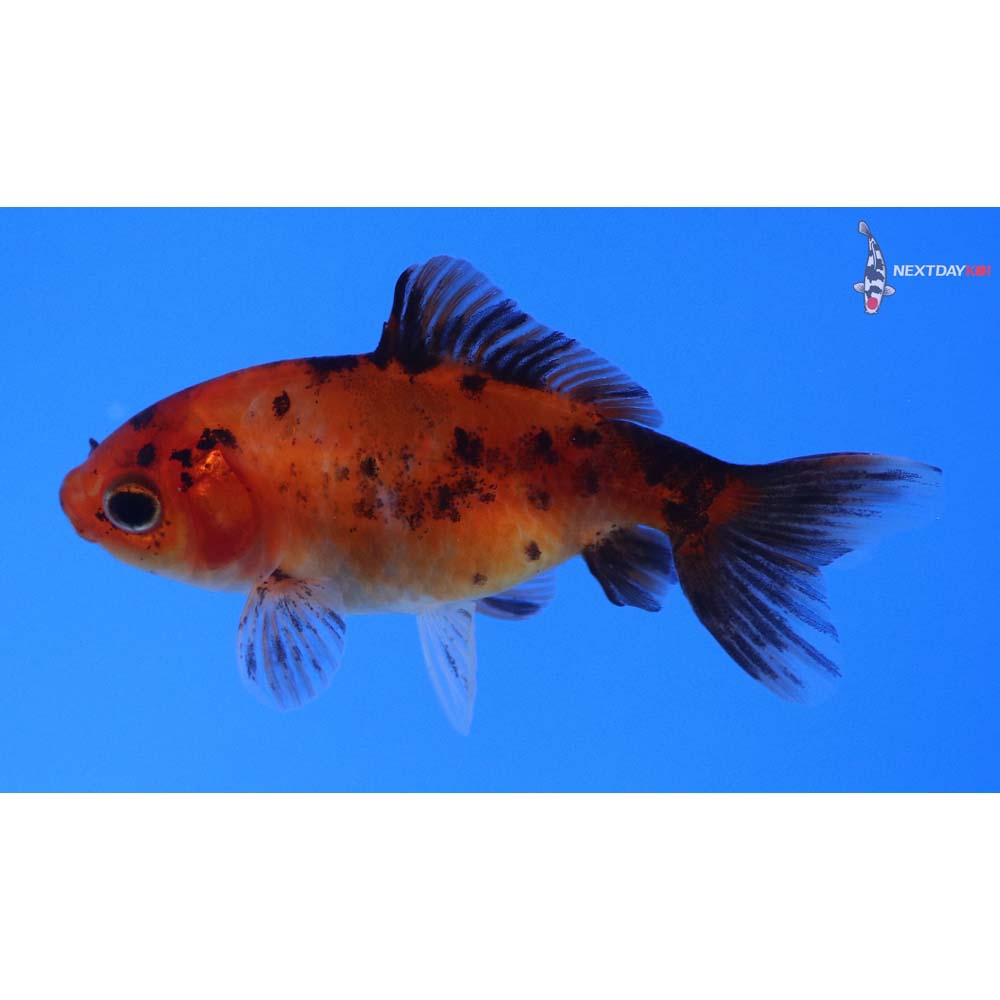 2.5” Imported Calico Wakin