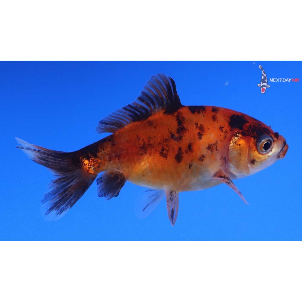 2.5” Imported Calico Wakin