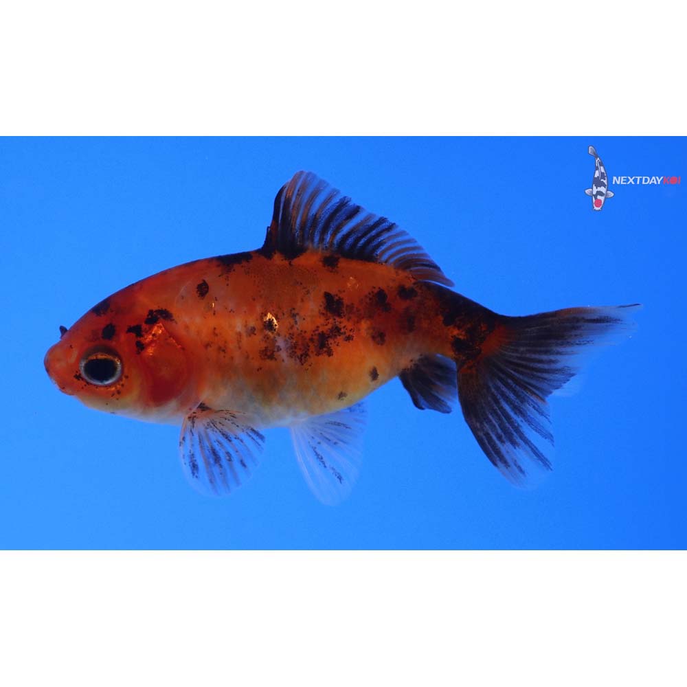 2.5” Imported Calico Wakin