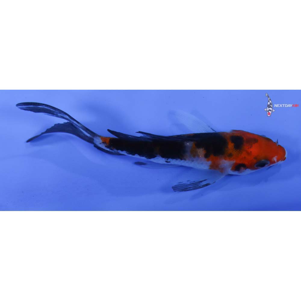 3.5” Imported Sanke Butterfly Koi
