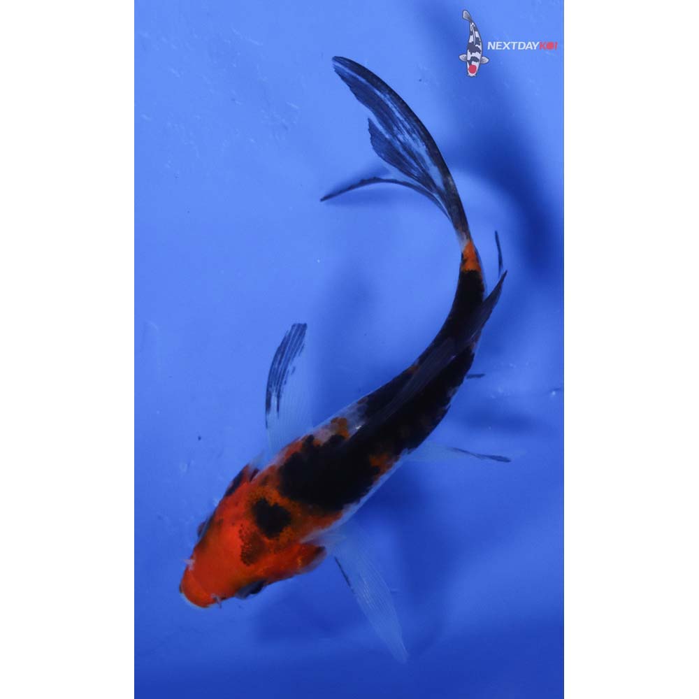 3.5” Imported Sanke Butterfly Koi