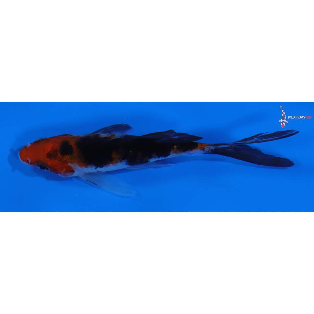 3.5” Imported Sanke Butterfly Koi