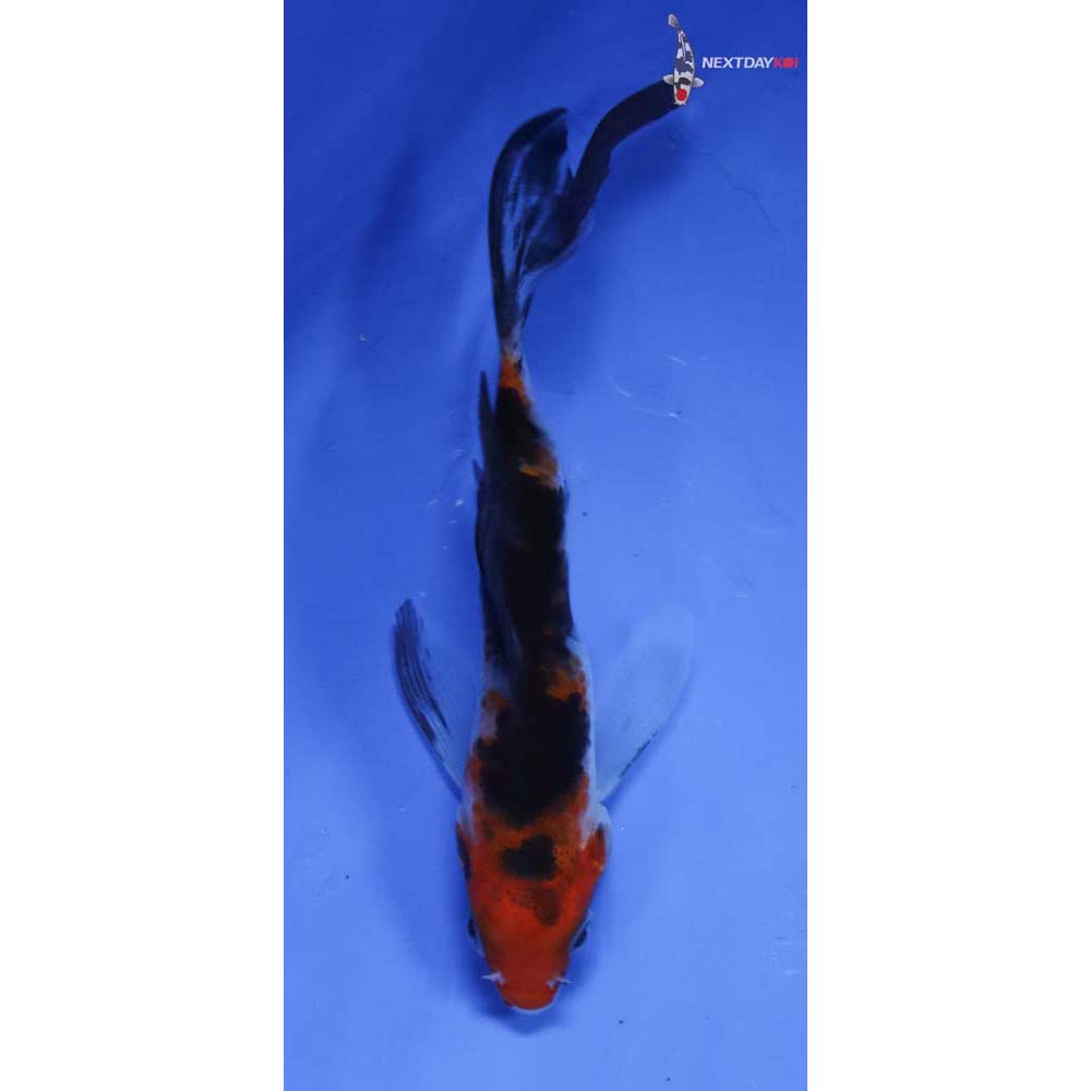 3.5” Imported Sanke Butterfly Koi