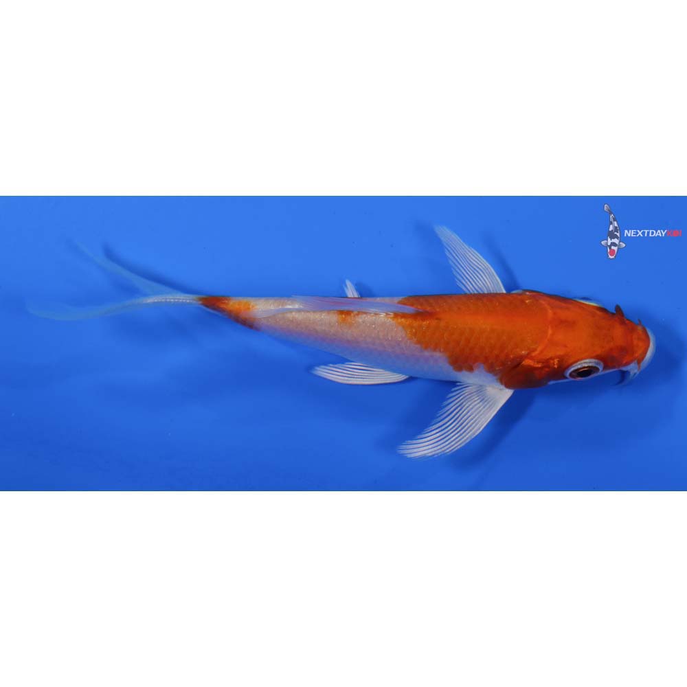 4” Imported Hariwake Butterfly Koi