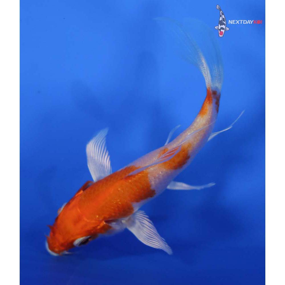 4” Imported Hariwake Butterfly Koi