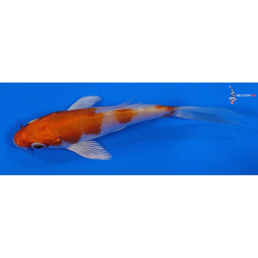4” Imported Hariwake Butterfly Koi