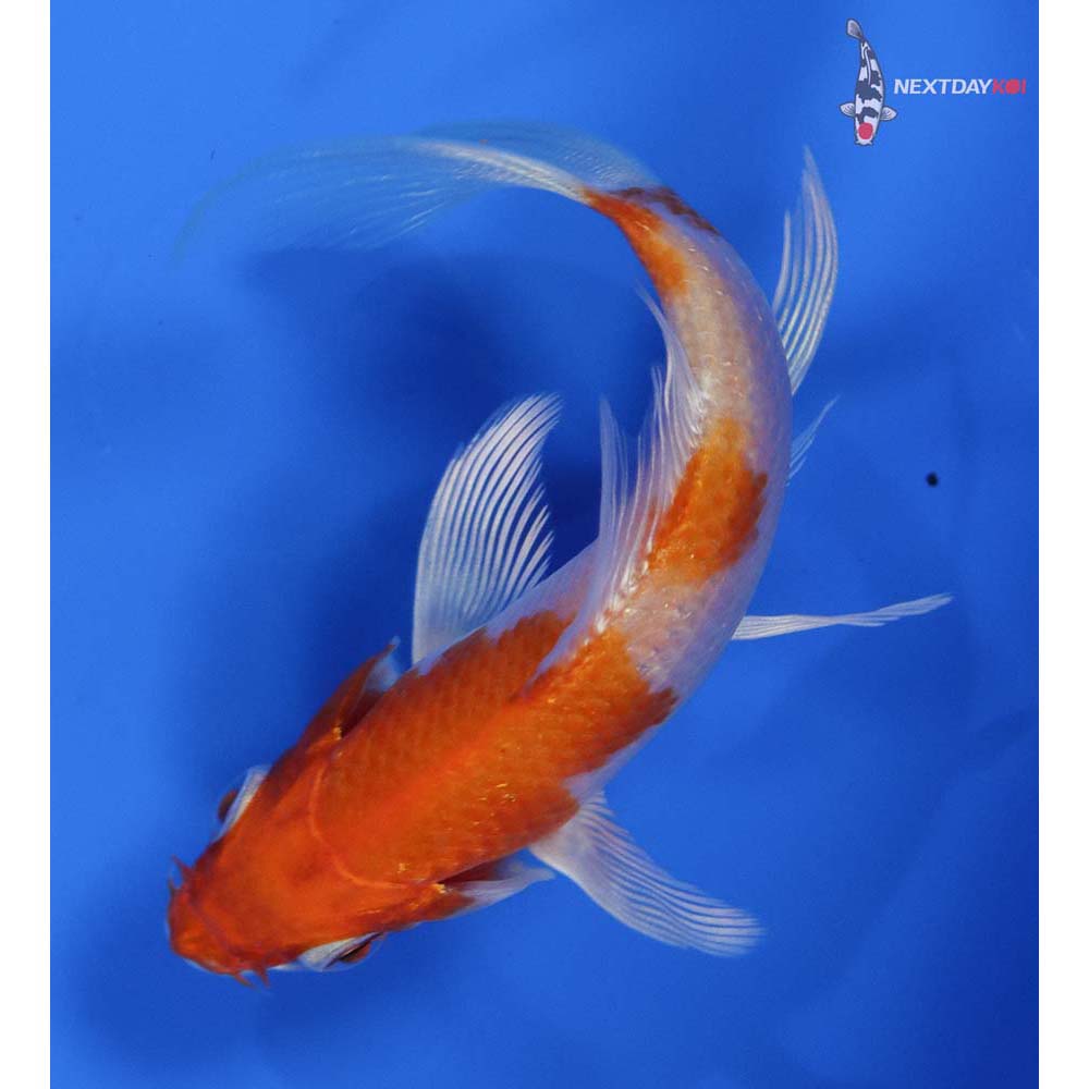 4” Imported Hariwake Butterfly Koi