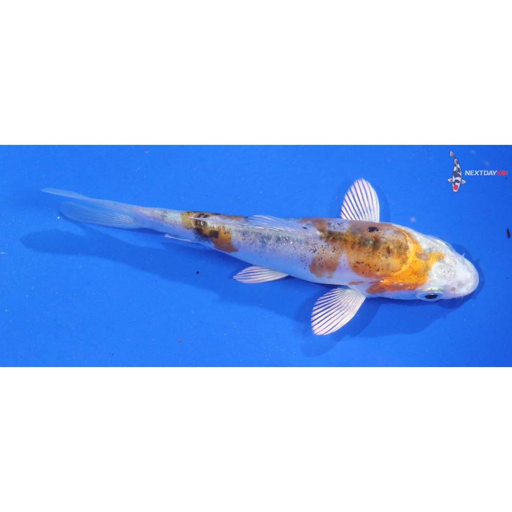 3.5” Imported Heisei Nishiki