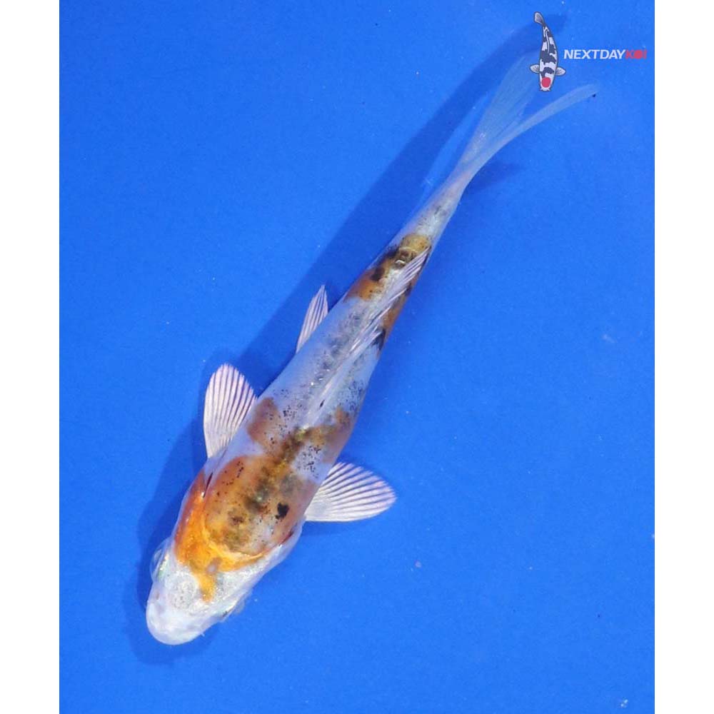 3.5” Imported Heisei Nishiki