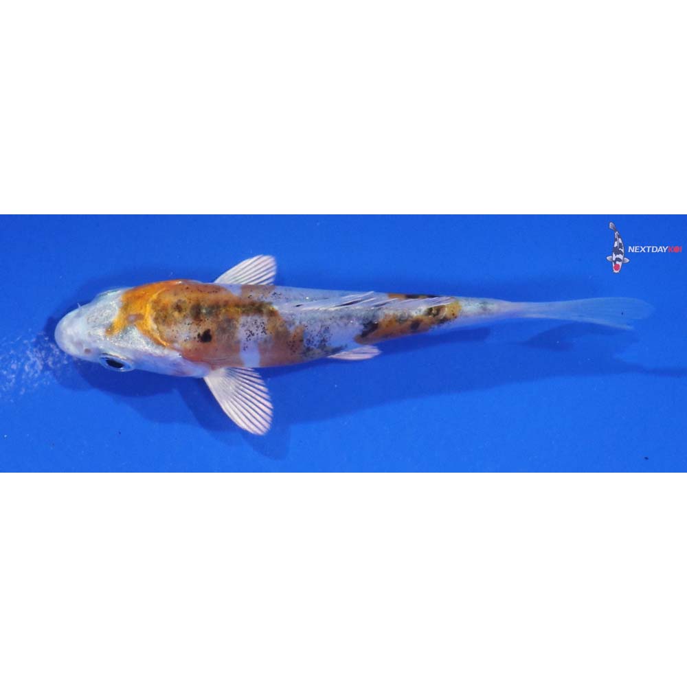 3.5” Imported Heisei Nishiki