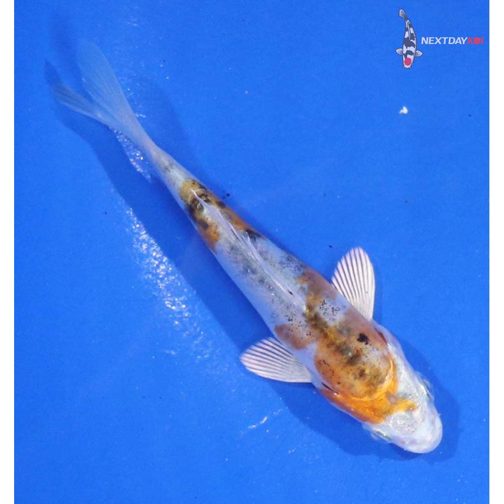 3.5” Imported Heisei Nishiki