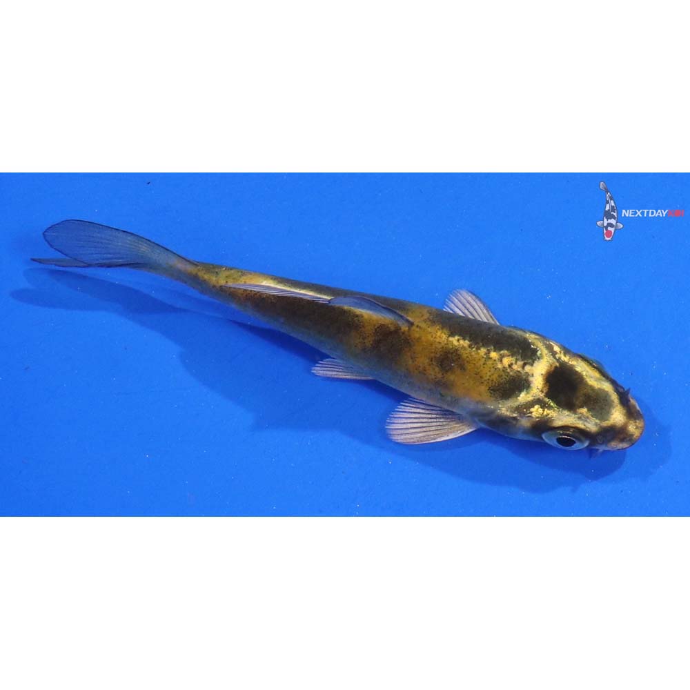 3” Imported Kin Ki Utsuri