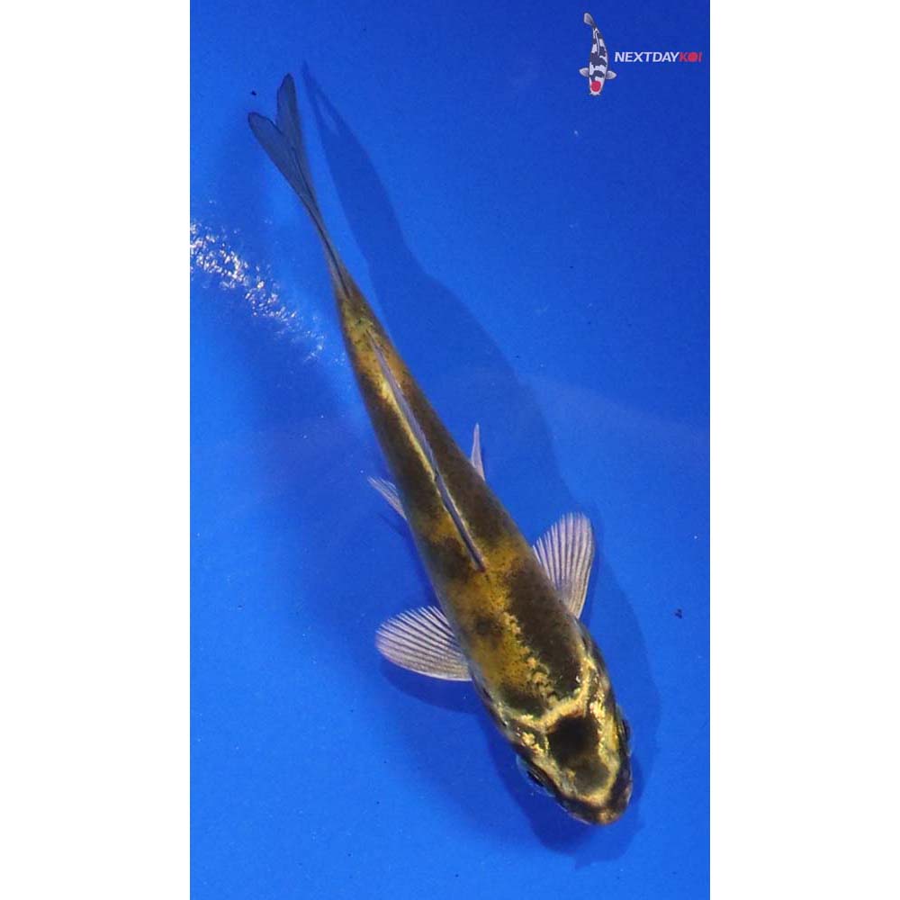 3” Imported Kin Ki Utsuri