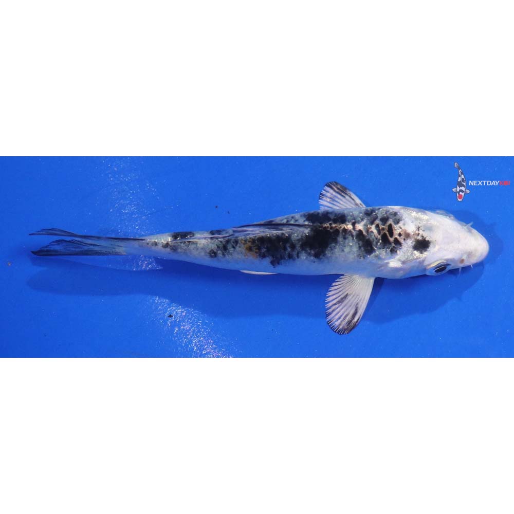 3.5” Imported Yamato Nishiki