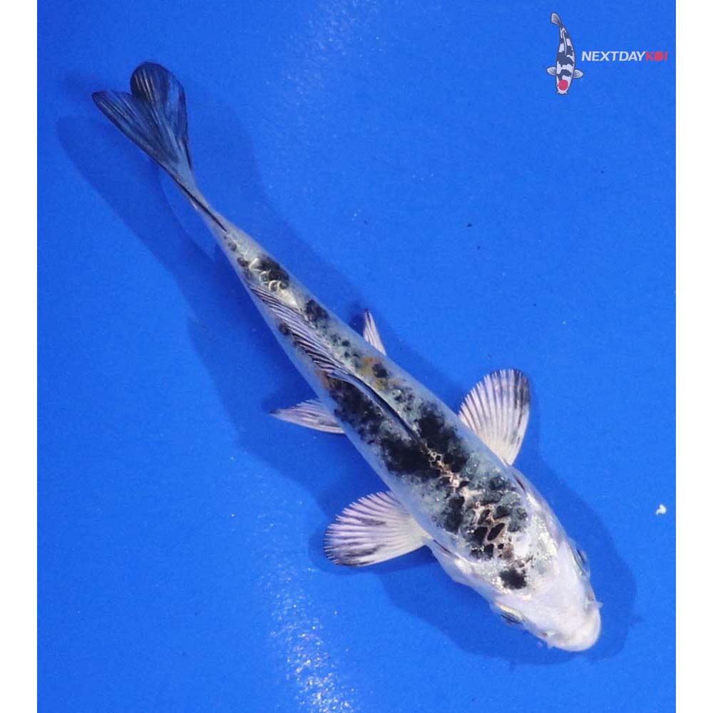 3.5” Imported Yamato Nishiki