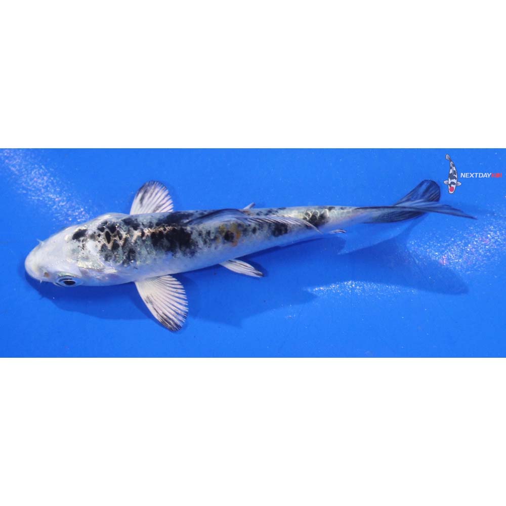 3.5” Imported Yamato Nishiki