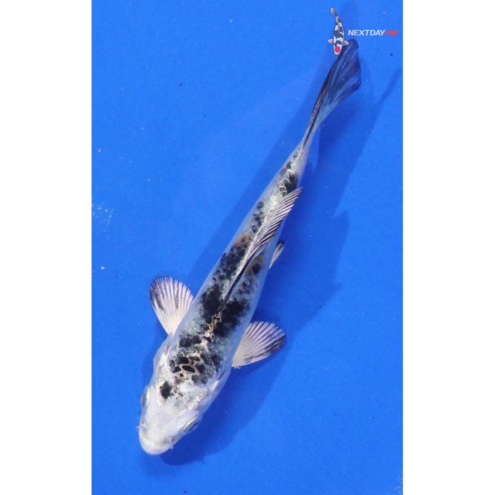 3.5” Imported Yamato Nishiki